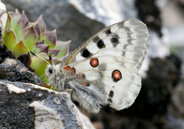 butterly safari @ Casa delle Farfalle Via Canada, 5 Bordano UD